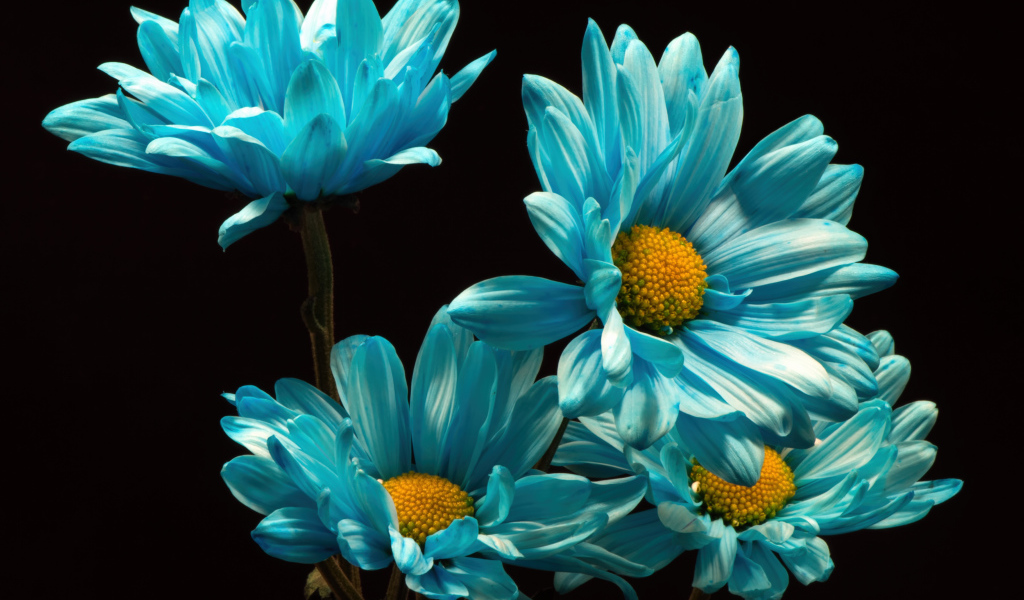 Синие хризантемы на черном фоне