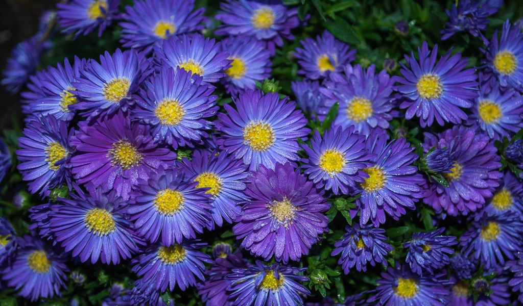Синие цветы астра крупным планом