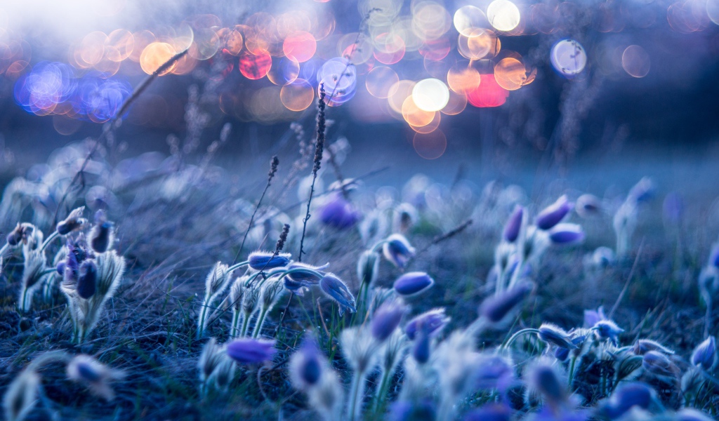 Голубые цветы прострела гнутся от ветра