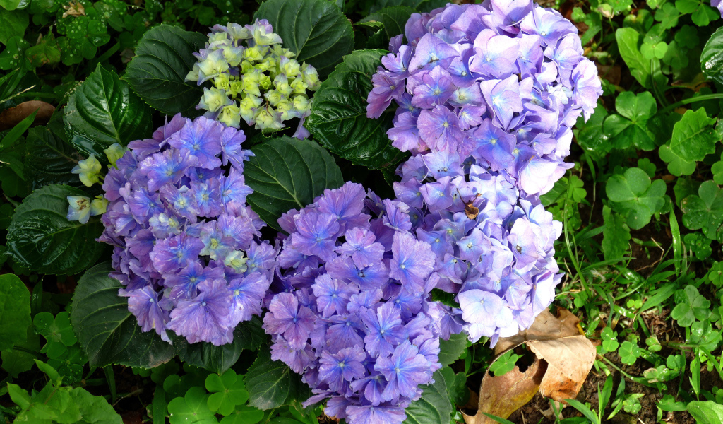 Голубые цветы гортензии с зелеными листьями