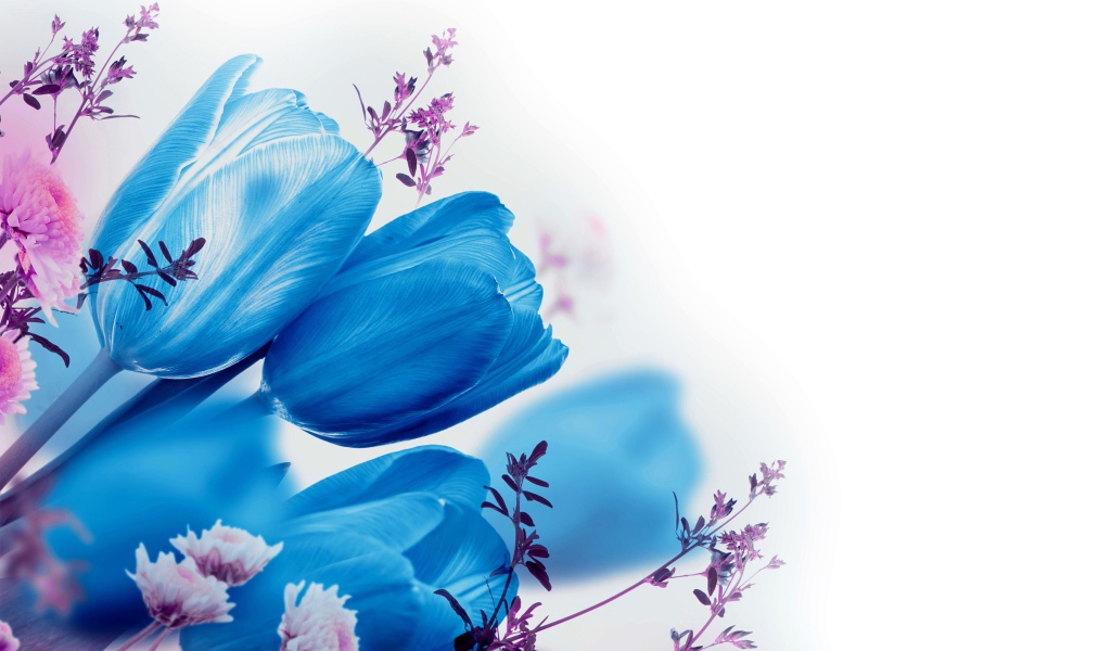 Голубые тюльпаны на белом фоне 