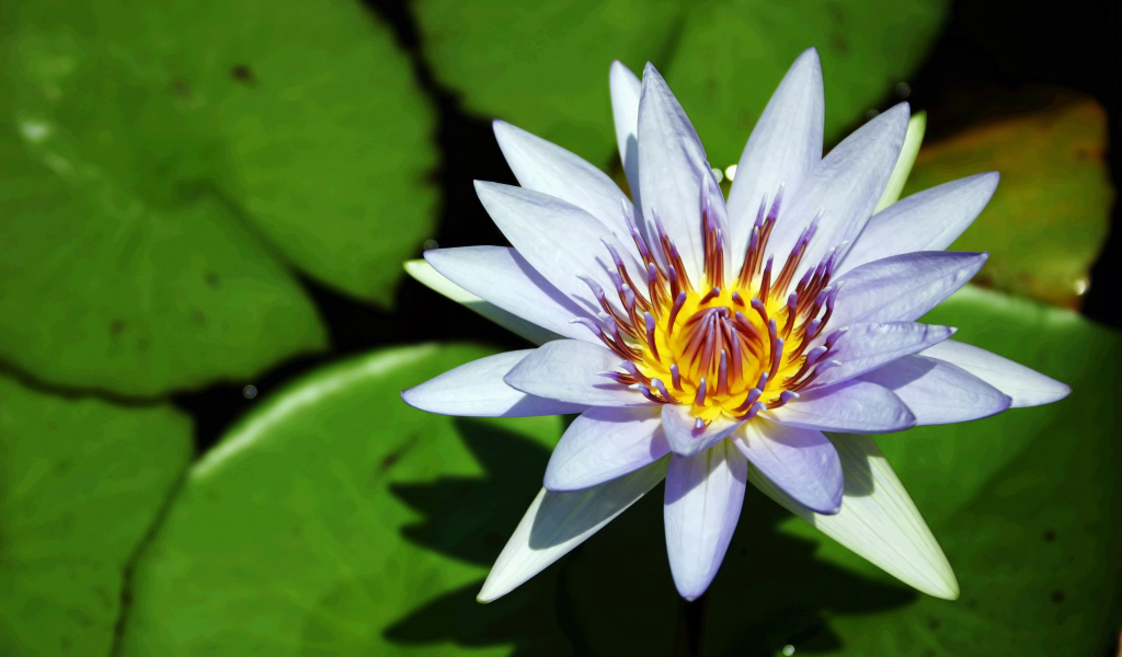 Синяя водяная лилия с зелеными листьями в воде