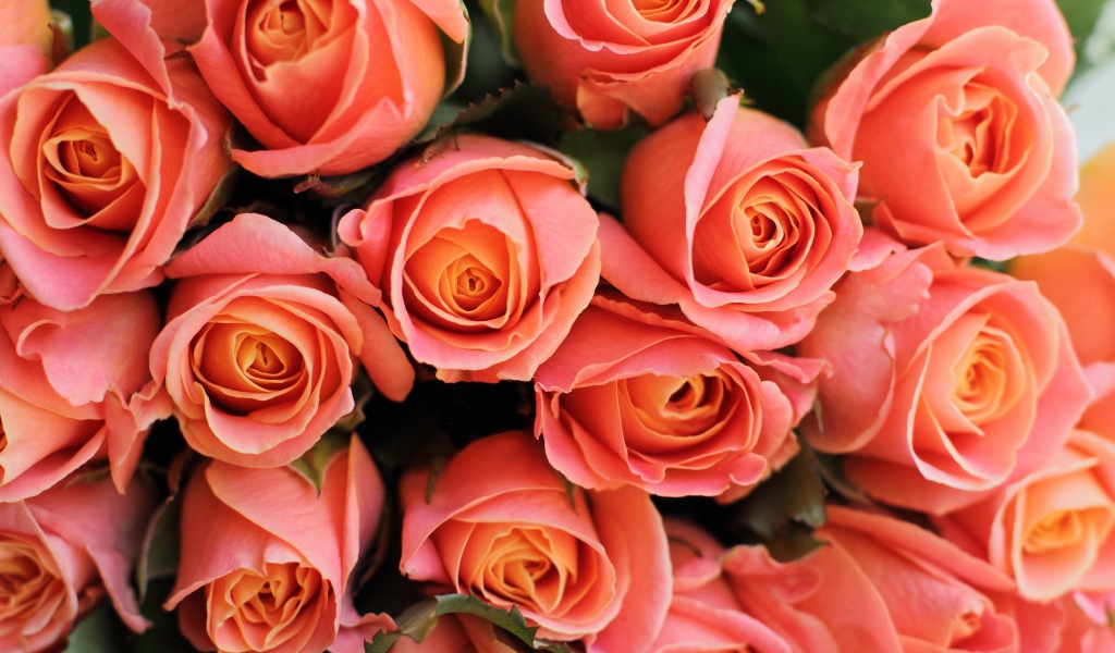 Букет красивых нежных розовых роз крупным планом