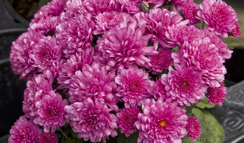 Букет красивых розовых хризантем крупным планом