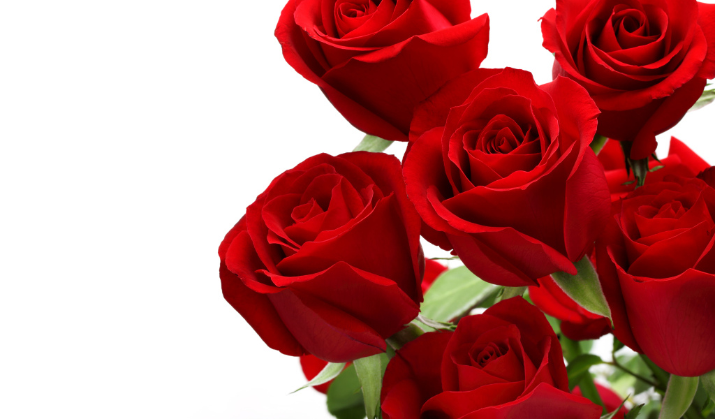 Букет красивых красных роз на белом фоне