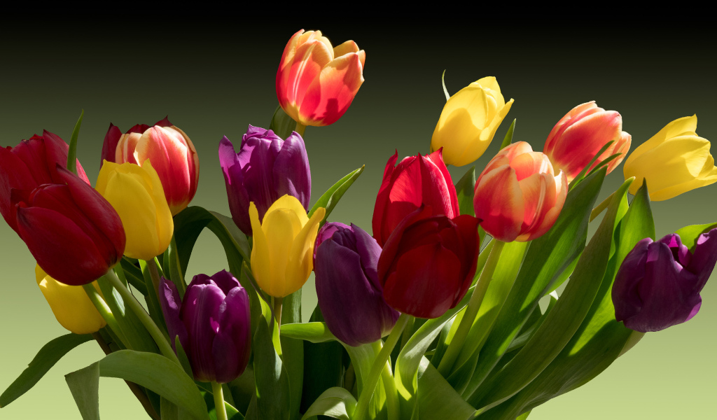 Букет разноцветных тюльпанов крупным планом