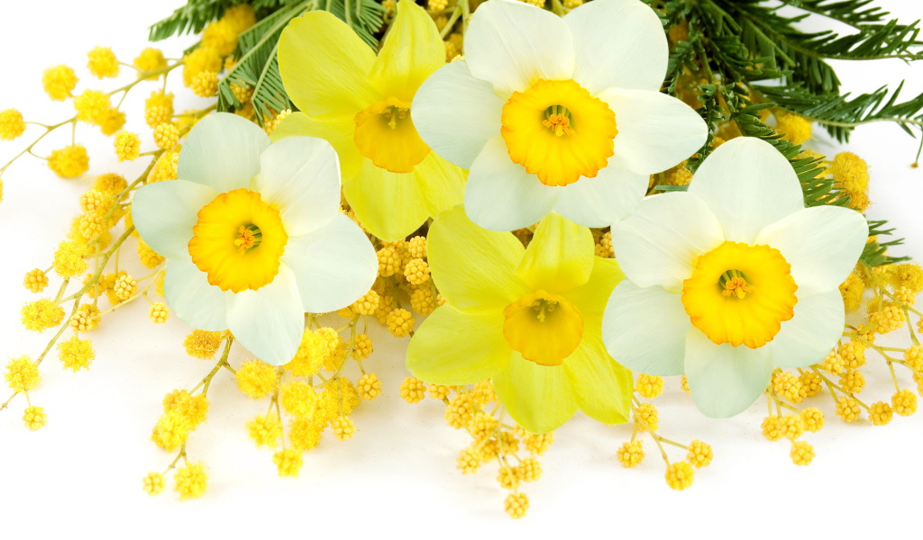 Букет нарциссов с веточками мимозы на белом фоне