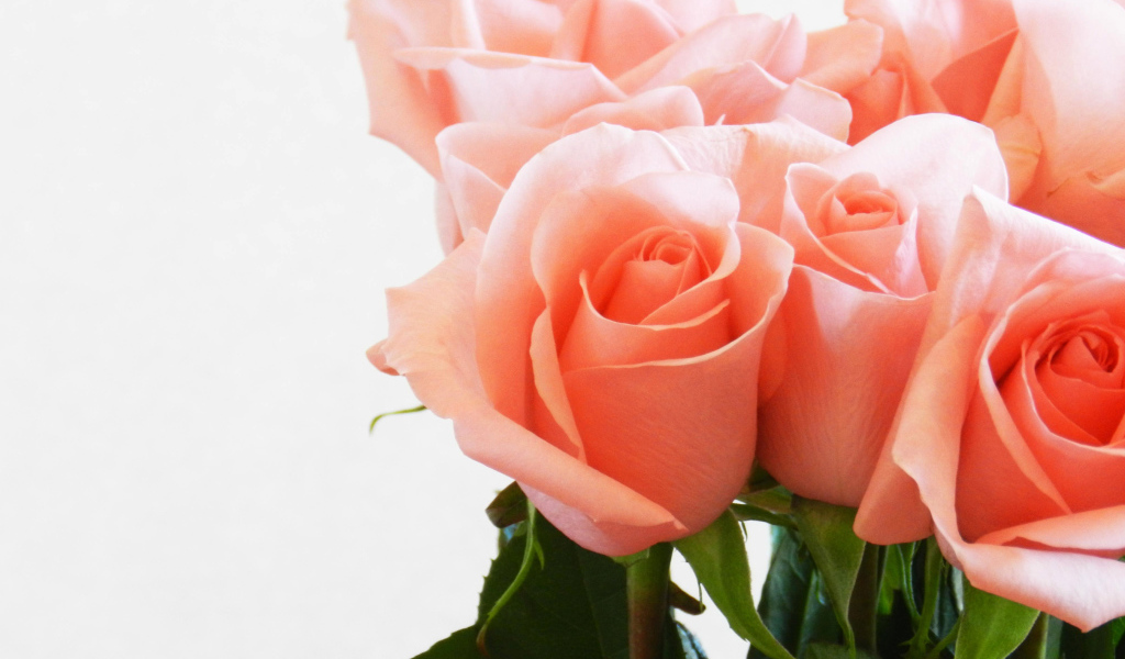 Букет нежных розовых роз крупным планом на белом фоне