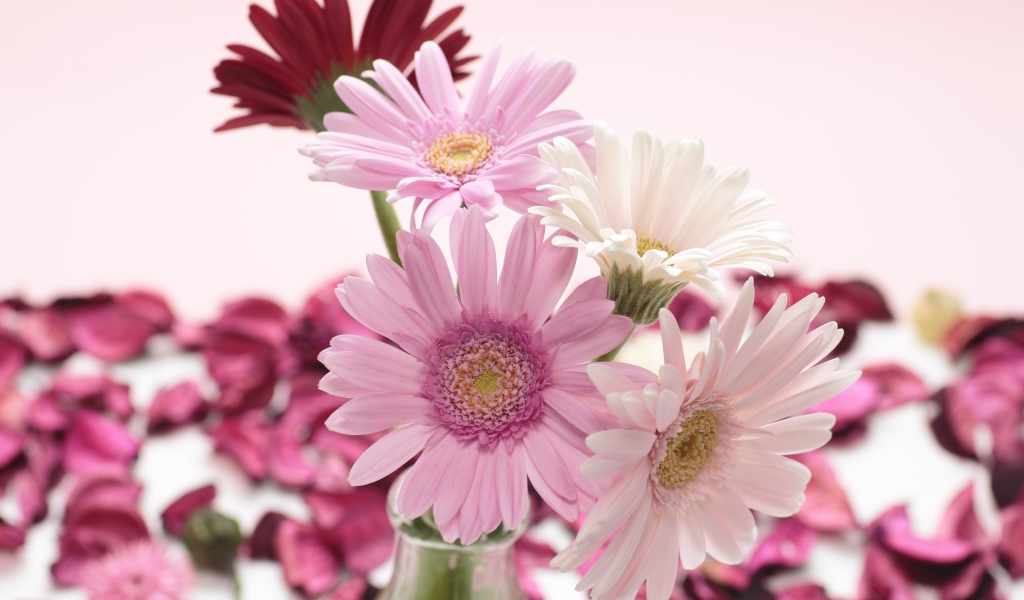 Букет цветов герберы в вазе на розовом фоне