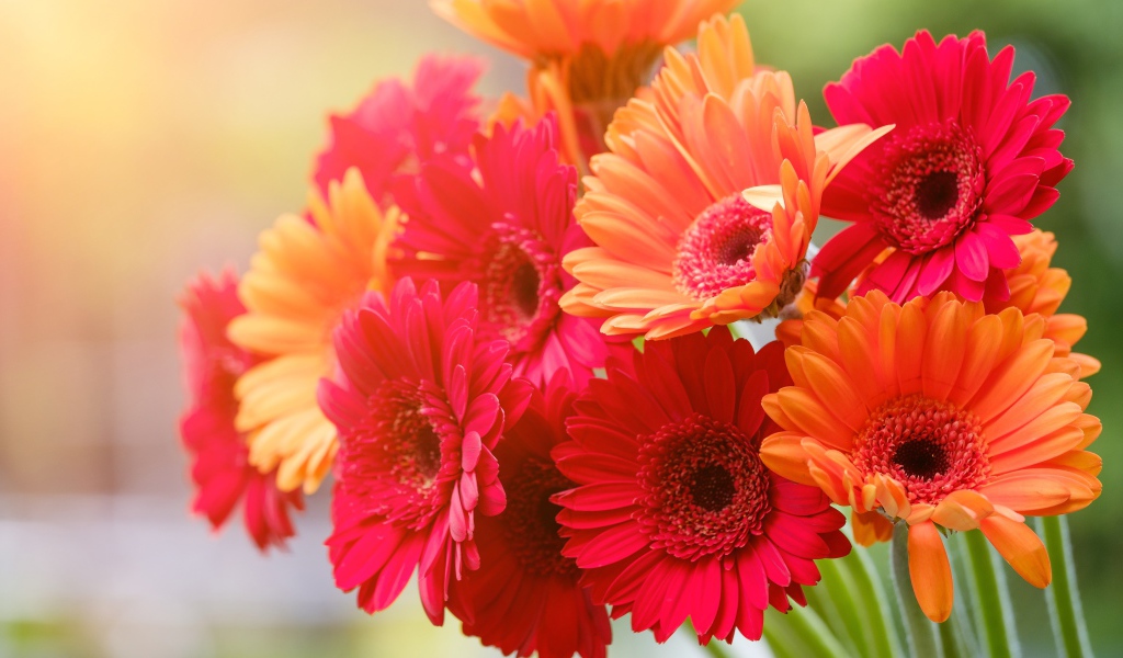 Букет разноцветной герберы крупным планом