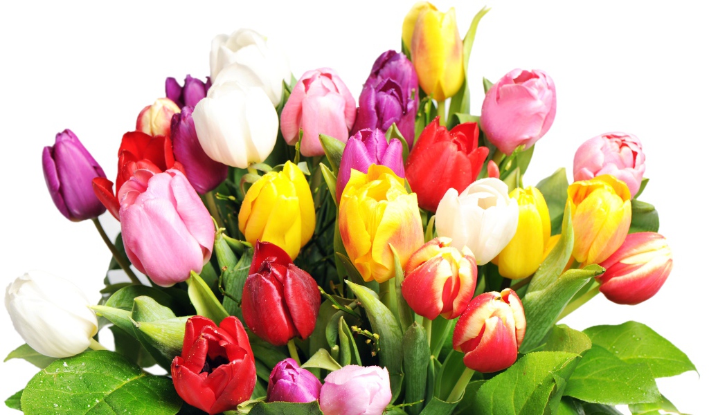 Букет разноцветных тюльпанов на белом фоне