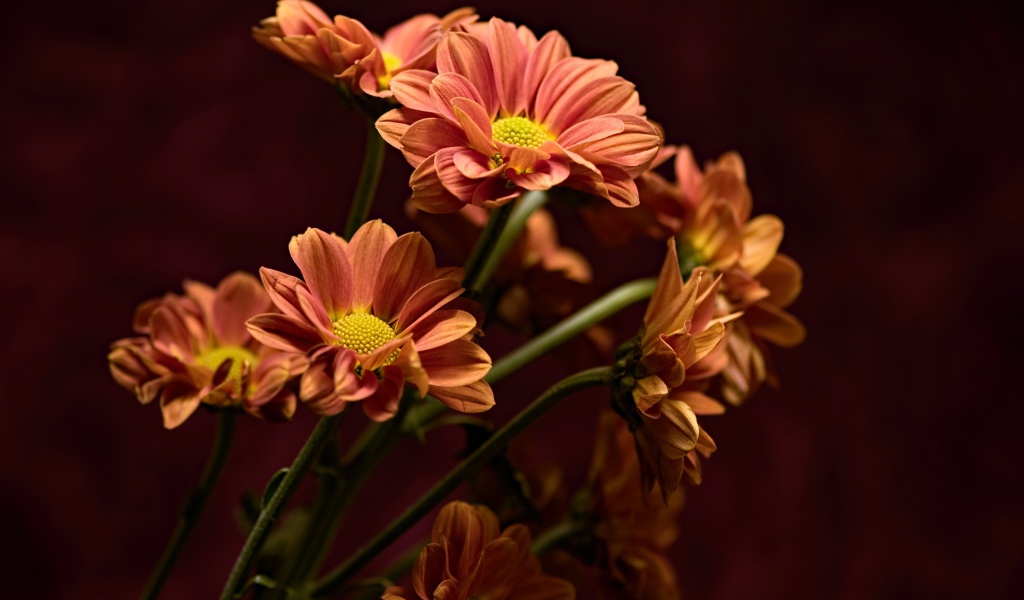 Букет оранжевых хризантем крупным планом