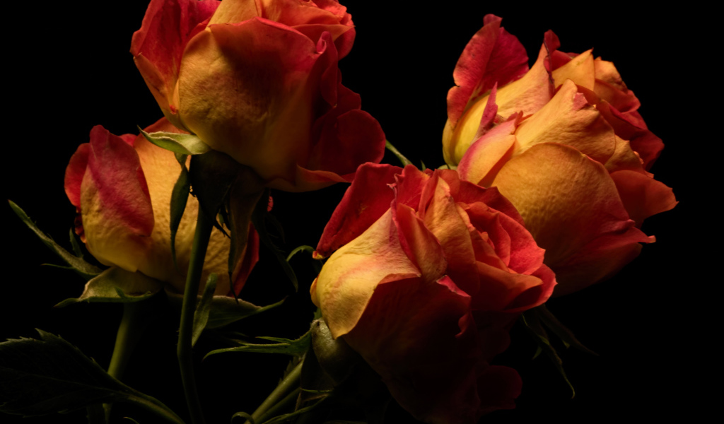 Букет оранжевых с красным роз на черном фоне