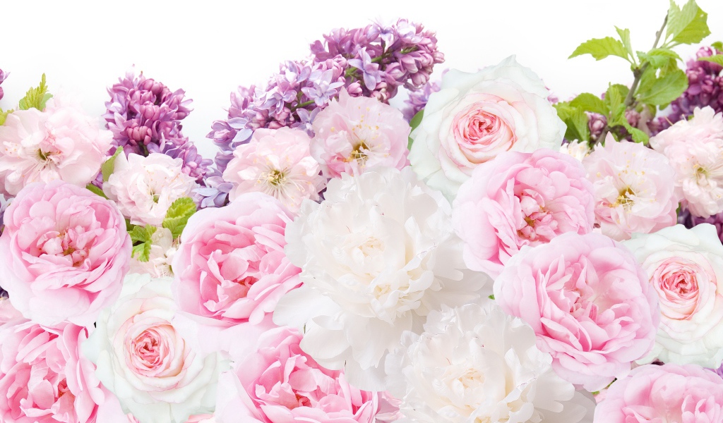 Букет пионов с сиренью на белом фоне