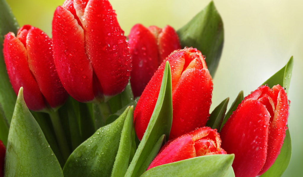 Букет красных тюльпанов в каплях росы 