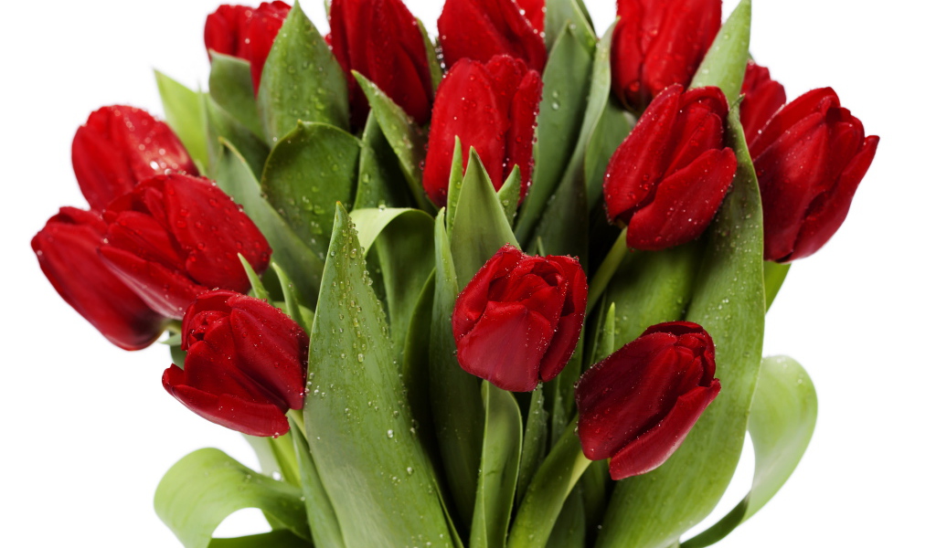 Букет красных тюльпанов в каплях росы в стеклянной вазе на белом фоне