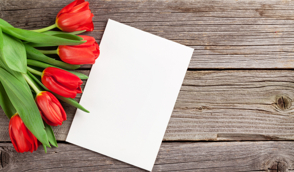 Букет красных тюльпанов с белым листом шаблон для открытки