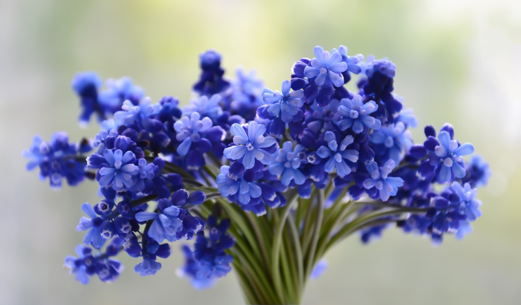 Букет весенних голубых цветов