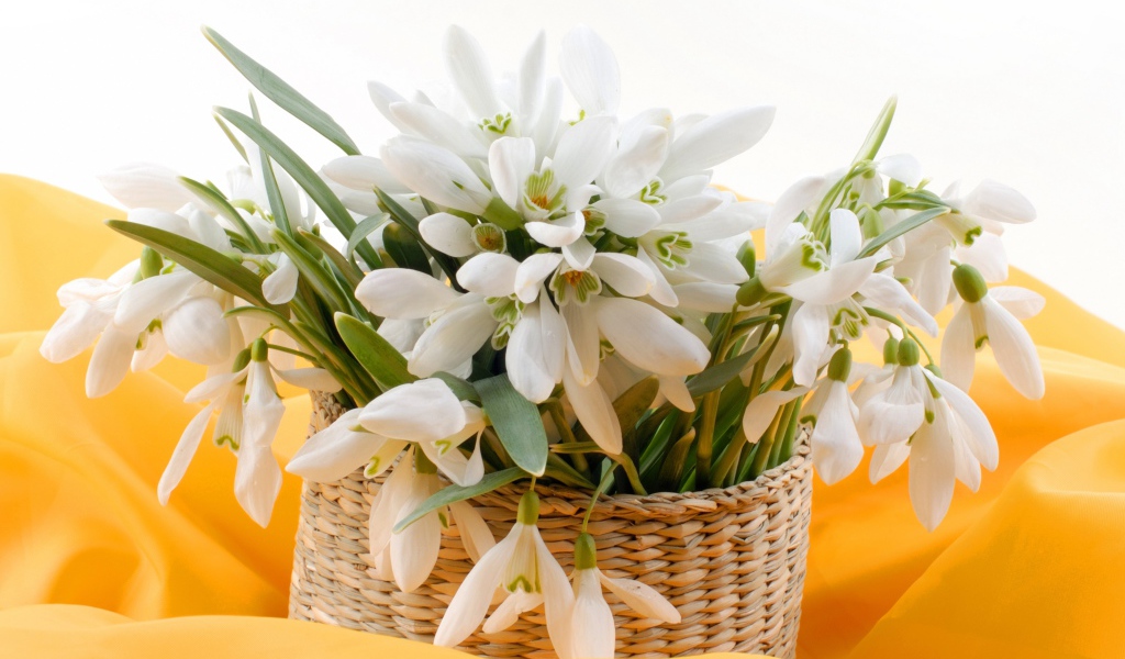 Букет нежных белых весенних подснежников в корзине