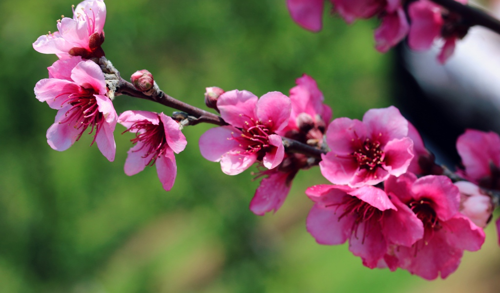 Ветка с красивыми розовыми цветами крупным планом