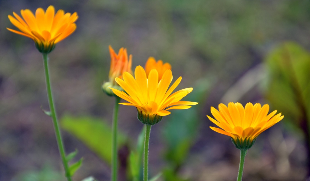 Яркие оранжевые цветы календулы 