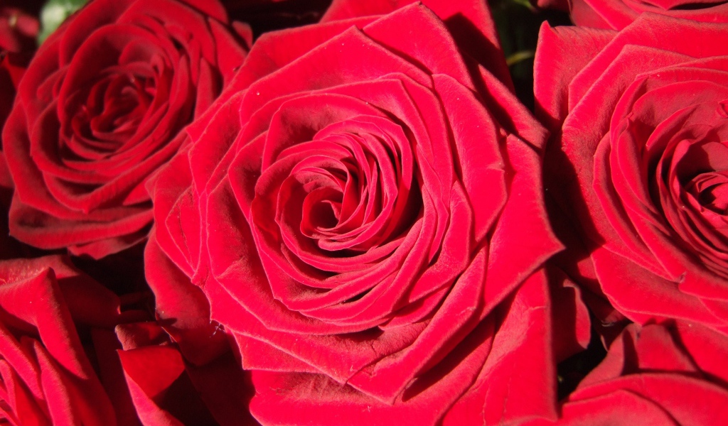 Яркие алые бутоны роз крупным планом