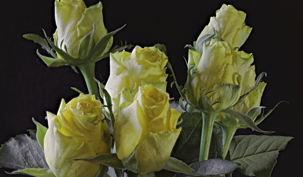 Бутоны желтой розы на черном фоне крупным планом