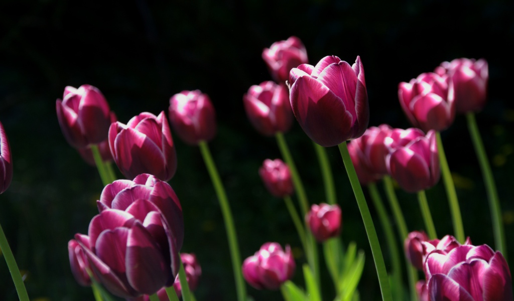 Бордовые тюльпаны с белыми ободками на черном фоне