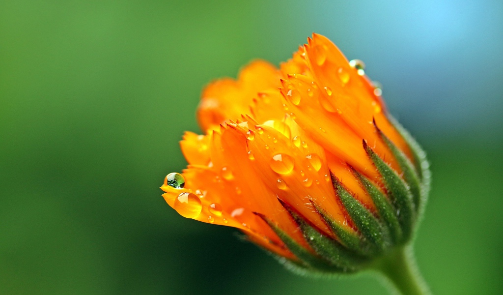 Бутон цветка календулы в каплях росы на зеленом фоне