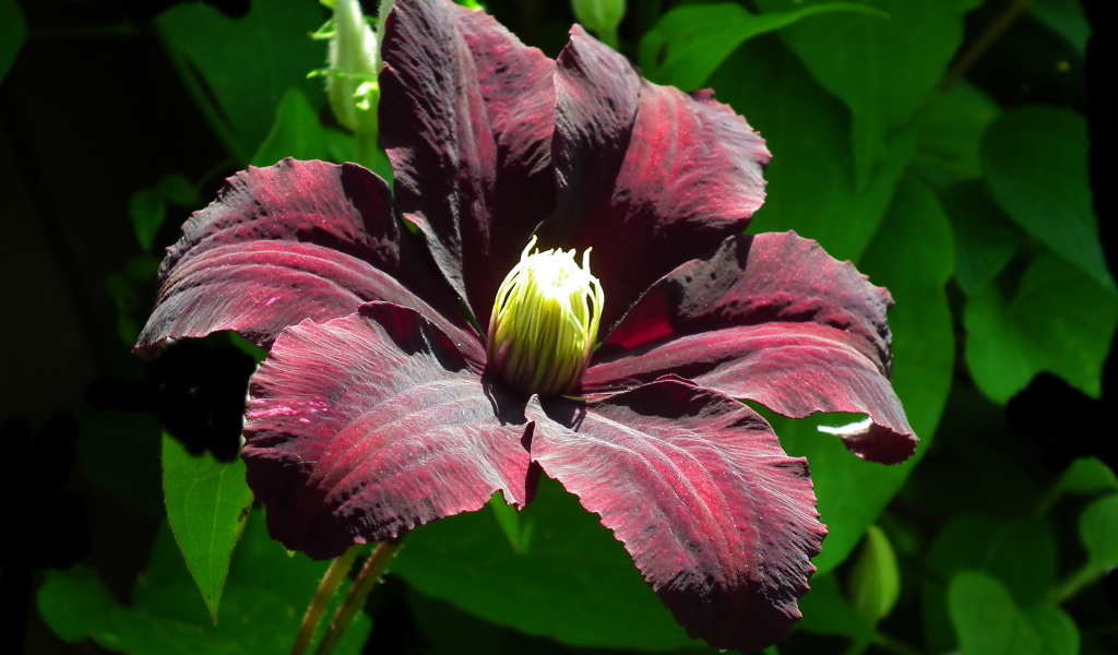 Бордовый цветок клематиса крупным планом