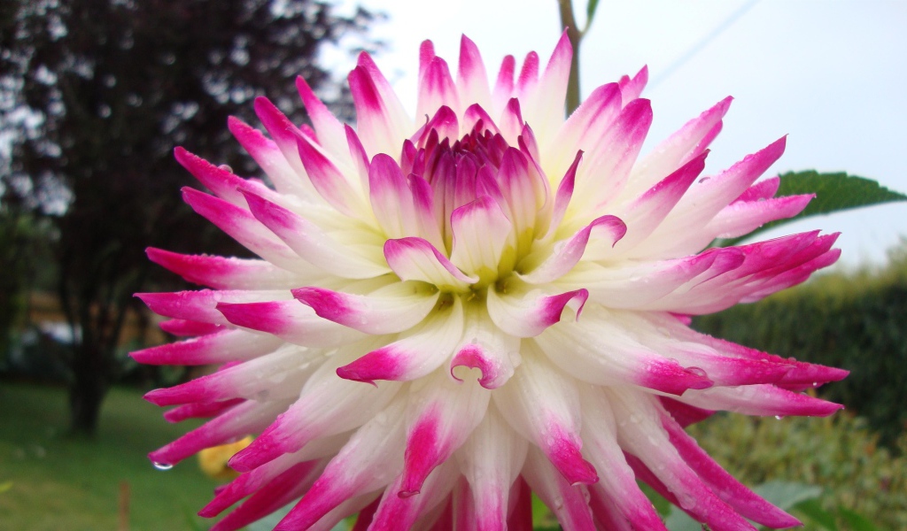 Цветок георгин с розово-белыми лепестками крупным планом