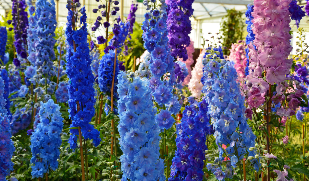 Разноцветные цветы дельфиниум в оранжерее