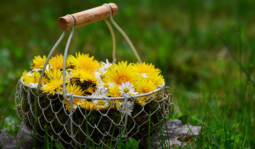 Букет одуванчиков с железной корзине на зеленой траве