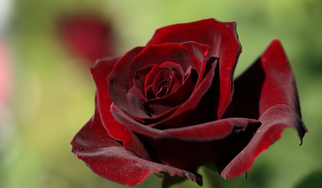 Темная бордовая роза крупным планом