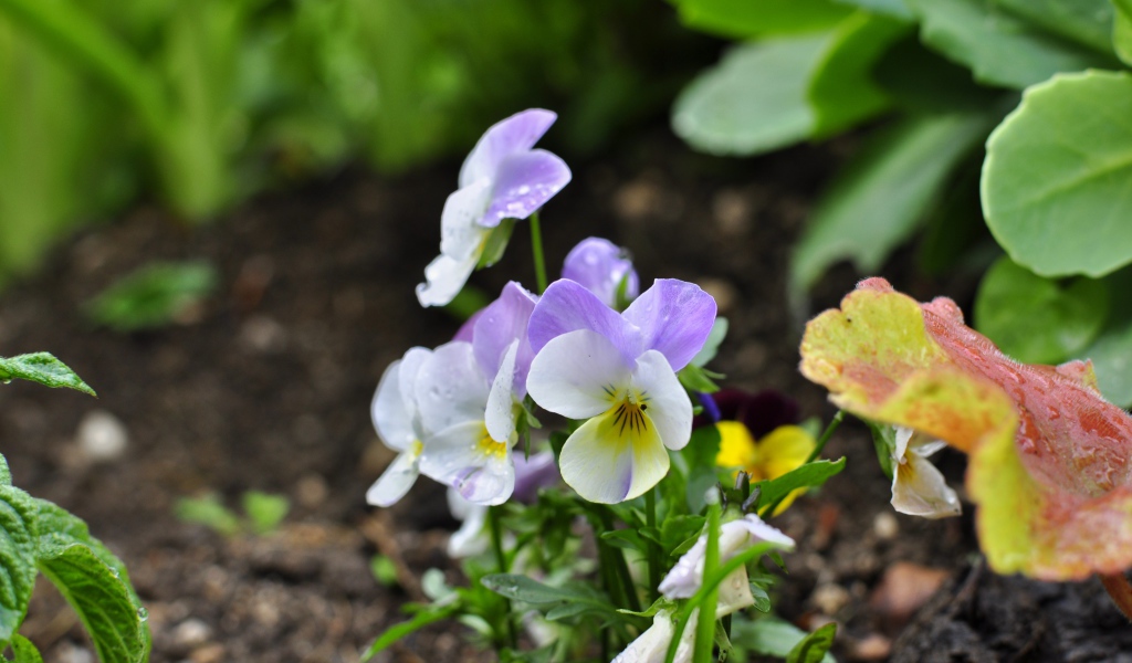 Нежный сиреневый цветок анютины глазки 