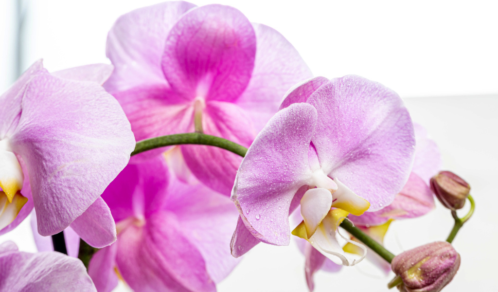 Нежная розовая хризантема с бутонами на белом фоне 