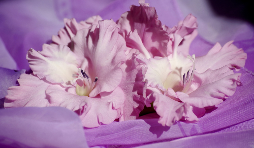 Нежные розовые цветы гладиолусы на сиреневой ткани
