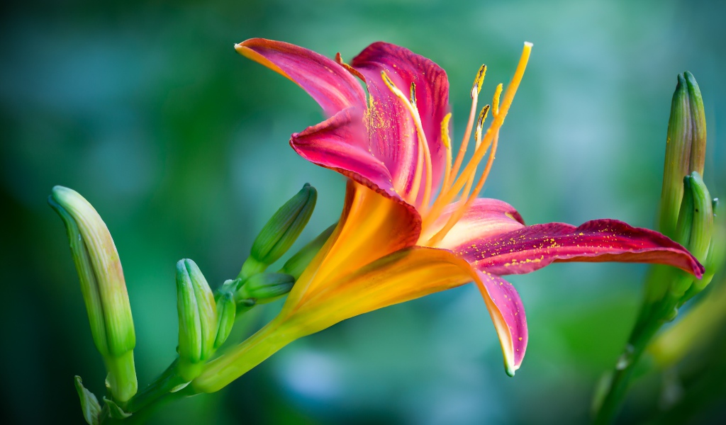 Нежная розовая лилия с бутонами на зеленом фоне крупным планом