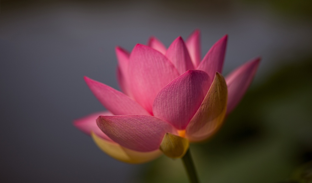 Нежный розовый цветок лотоса крупным планом на сером фоне