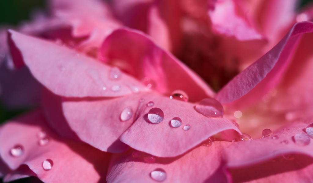 Нежные розовые лепестки розы в каплях росы