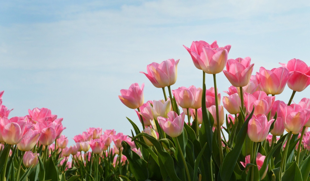 Нежные розовые тюльпаны на фоне голубого неба