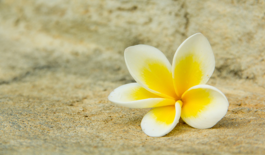 Нежный цветок плюмерии лежит на песке