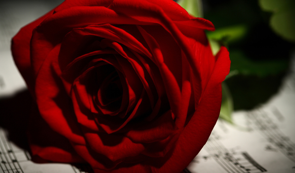 Нежная красная роза лежит на нотах 