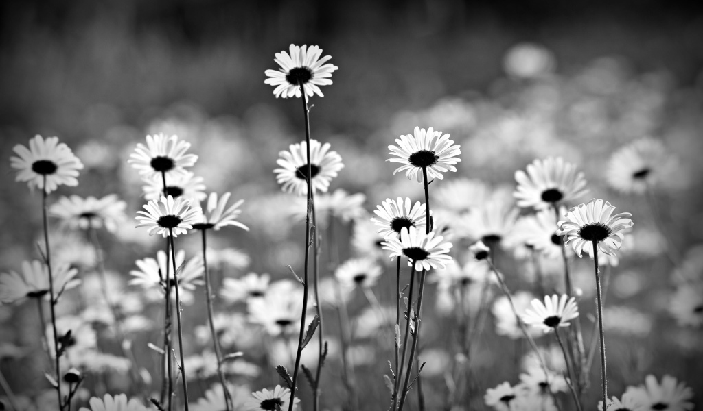 Нежные белые ромашки черно белое фото 