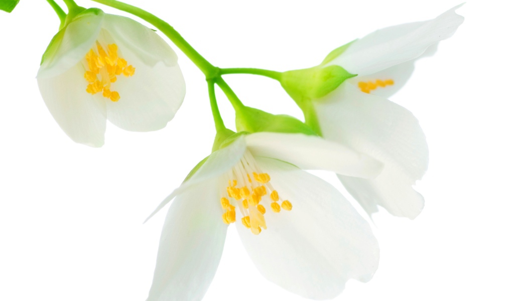 Нежные белые цветы жасмина на белом фоне крупным планом