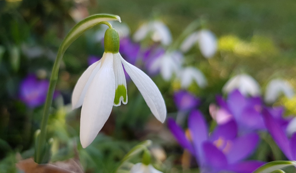 Нежный белый подснежник крупным планом 