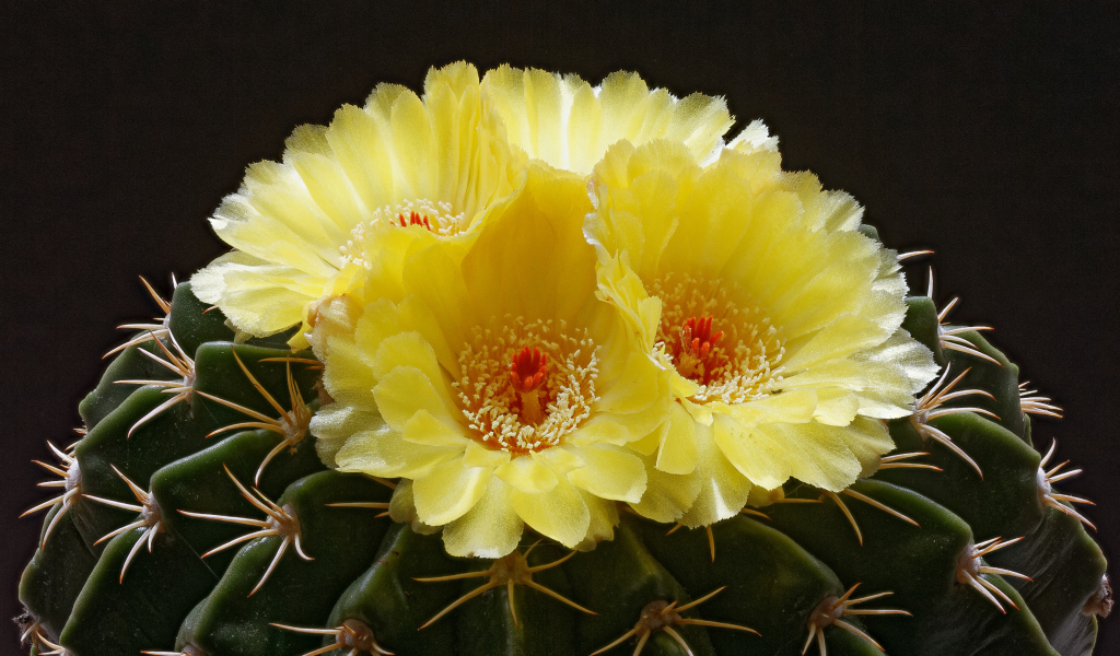 Нежные желтые цветы на зеленом колючем кактусе