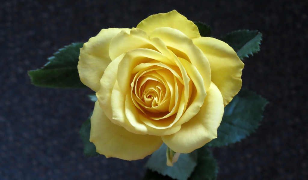 Нежная желтая роза вид сверху крупным планом