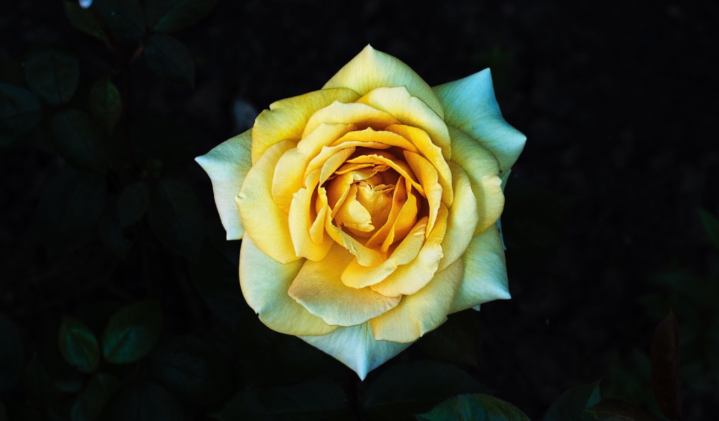 Нежная желтая роза крупным планом вид сверху