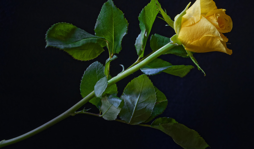Нежная желтая роза с зелеными листьями на черном фоне